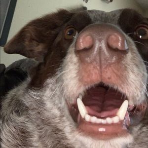 Meet your Posher, Lucy